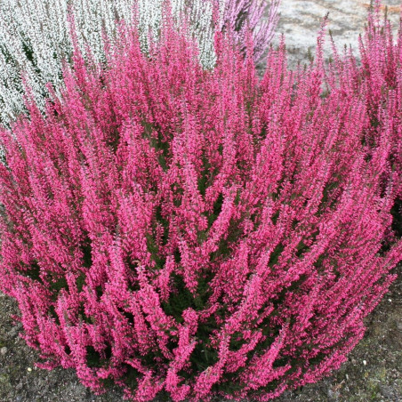 Calluna vulgaris