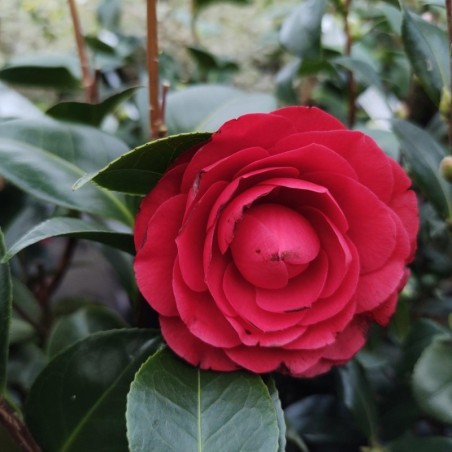Camellia japonica