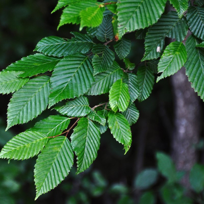Carpinus betulus