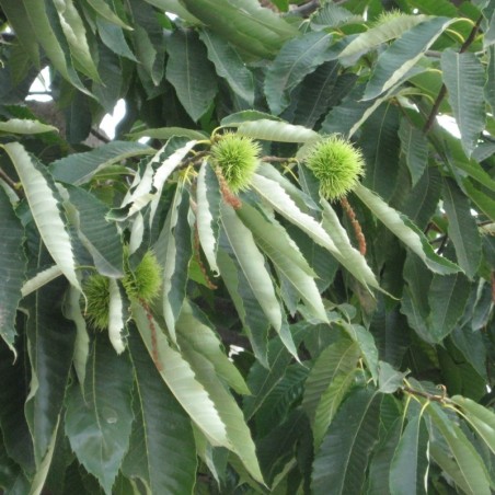 Castanea sativa