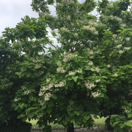 Catalpa bignonioides