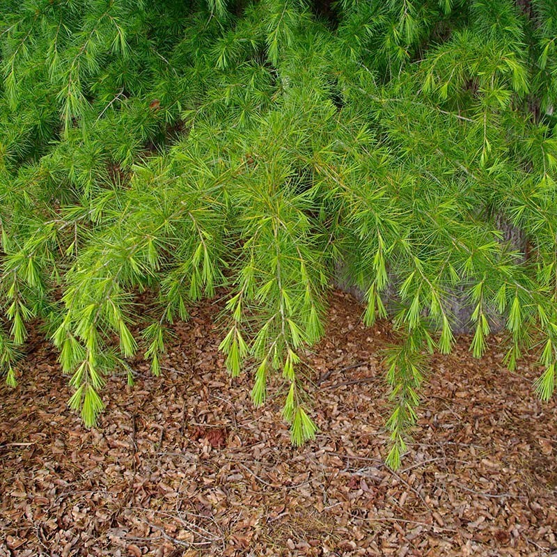 Cedrus deodara