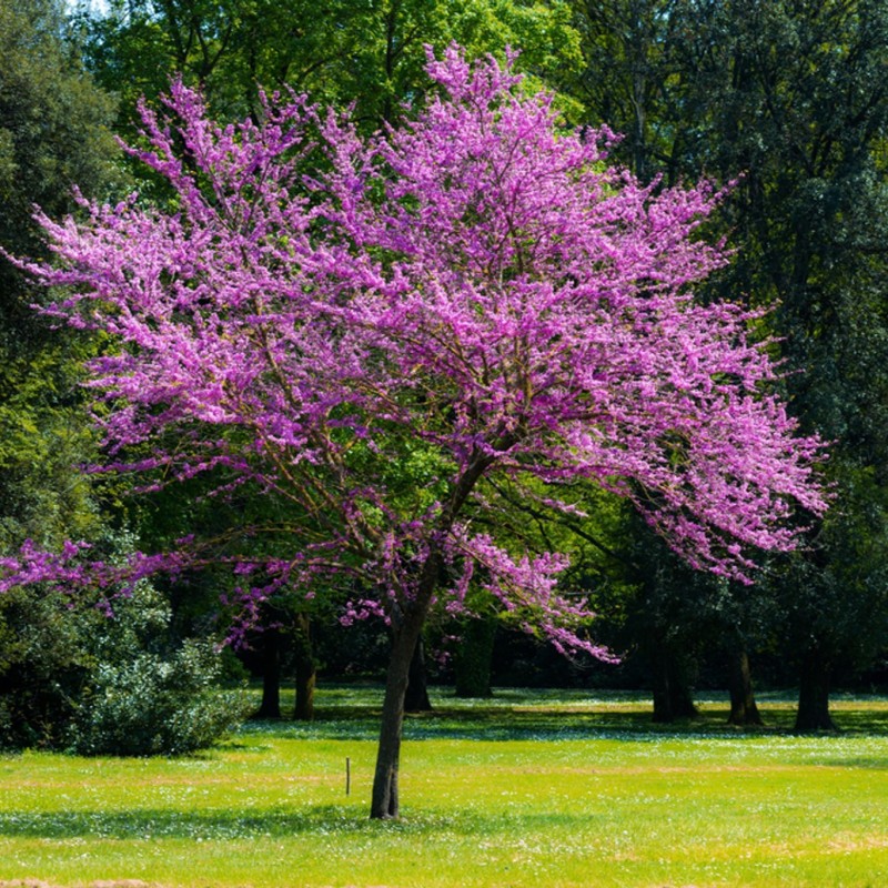 Cercis siliquastrum