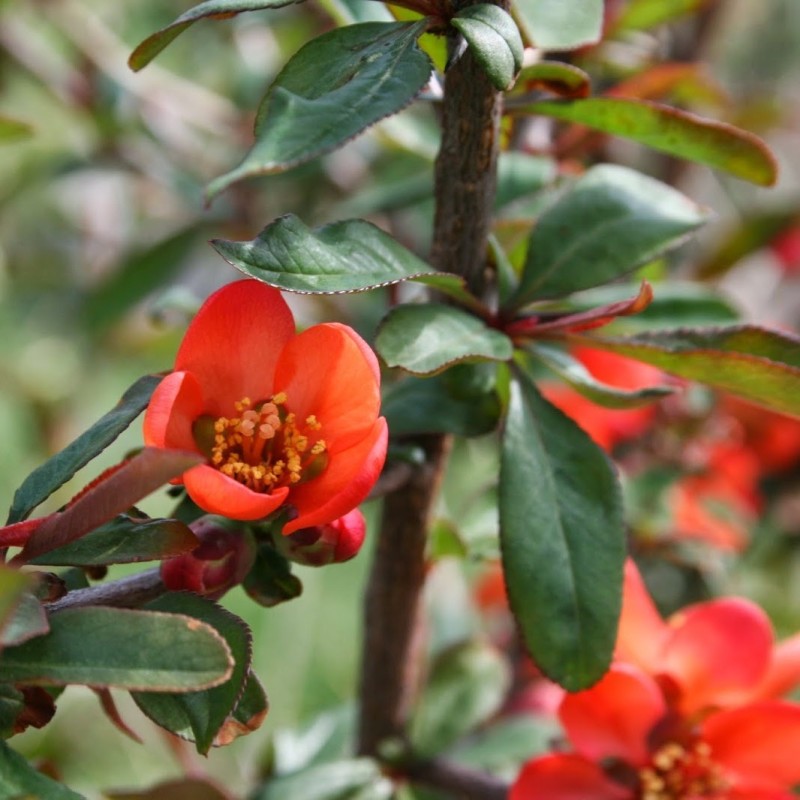 Chaenomeles speciosa