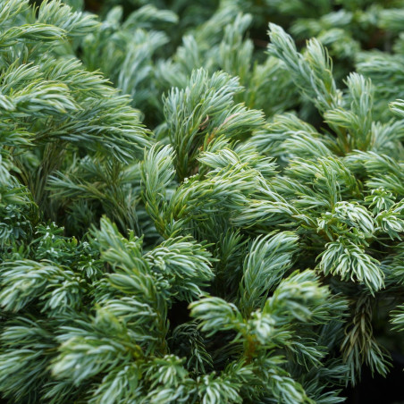 Chamaecyparis pisifera