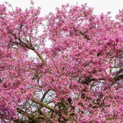 Chorisia speciosa