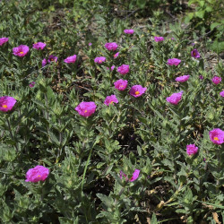 Cistus crispus