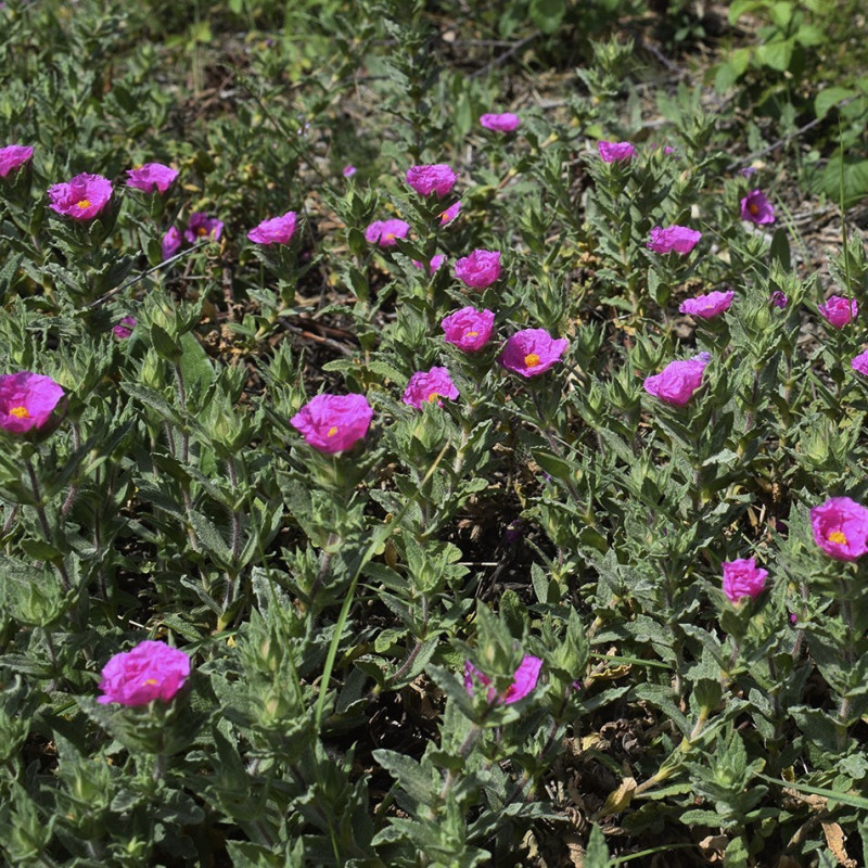 Cistus crispus