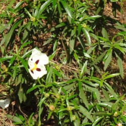 Cistus ladanifer