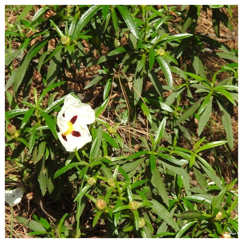 Cistus ladanifer