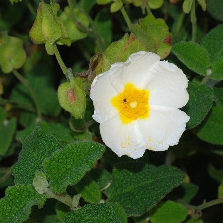 Cistus salvifolius