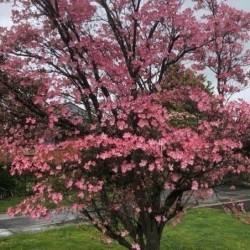 Cornus florida