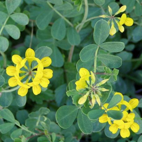 Coronilla valentina 'Glauca'