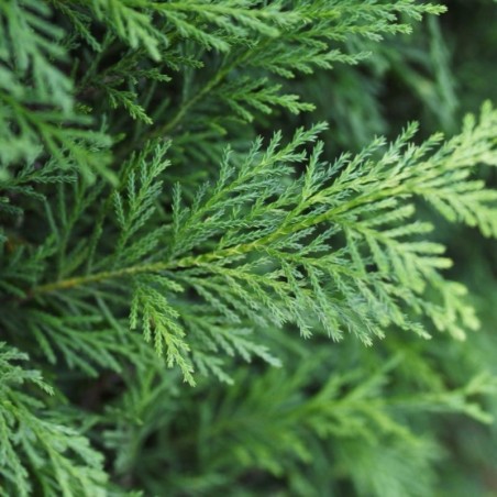 Cupressocyparis Leylandii
