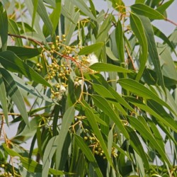 Eucalyptus citriodora