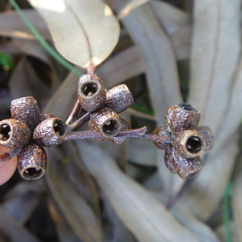 Eucalyptus nitens