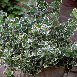 Euonymus fortunei
