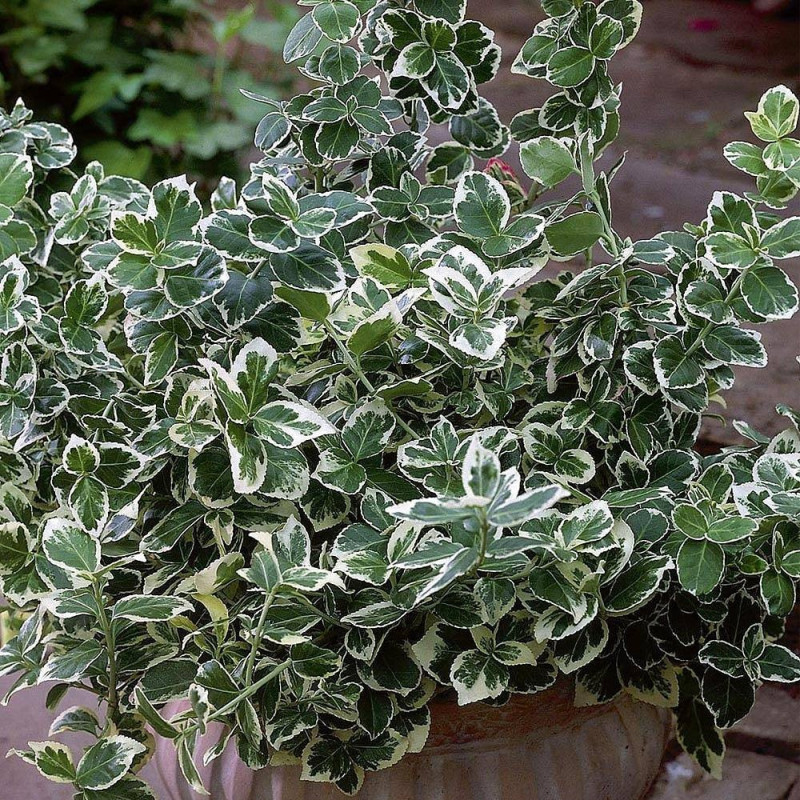 Euonymus fortunei