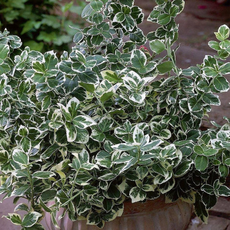 Euonymus fortunei