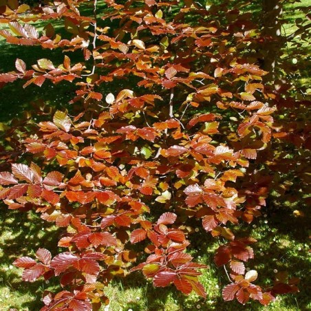 Fagus sylvatica