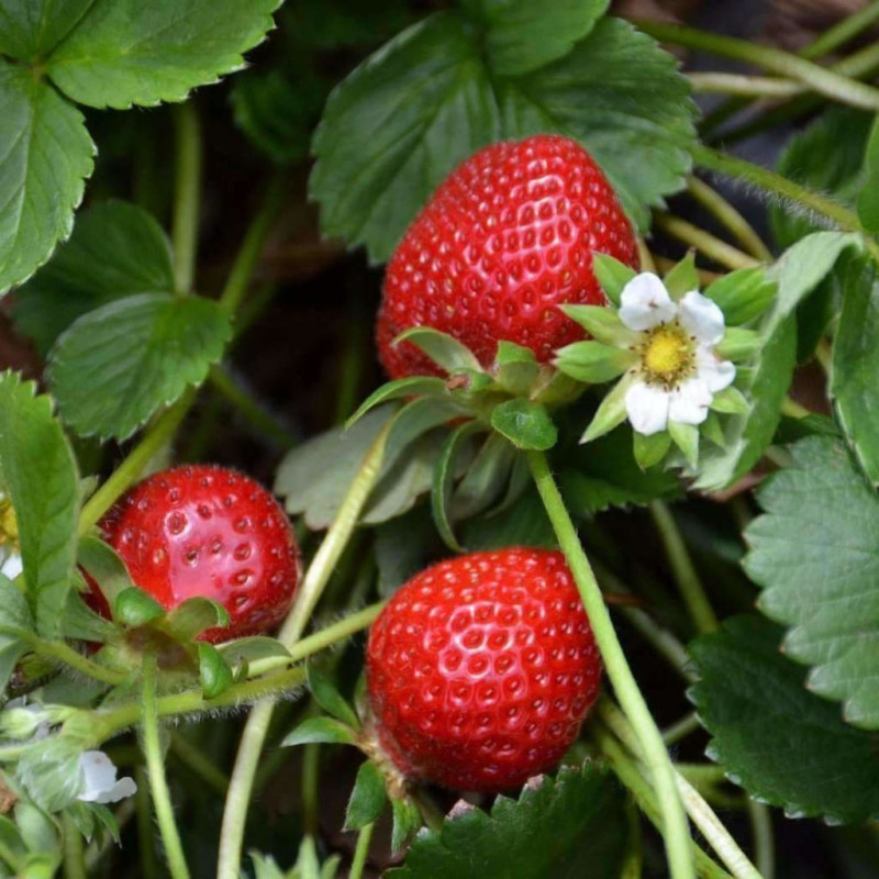 Fragaria ananassa