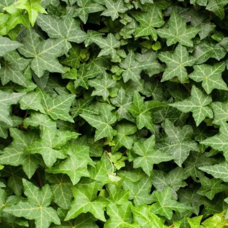 Hedera helix