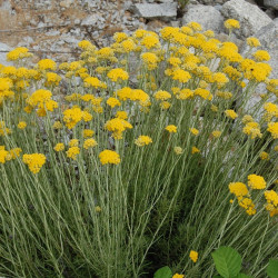 Helichrysum stoechas