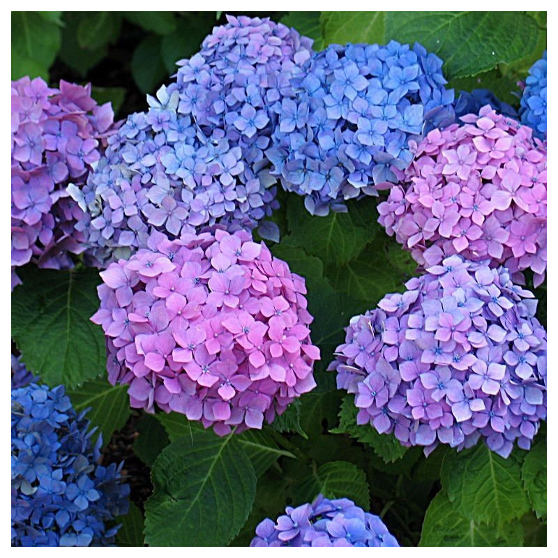 Hydrangea macrophylla