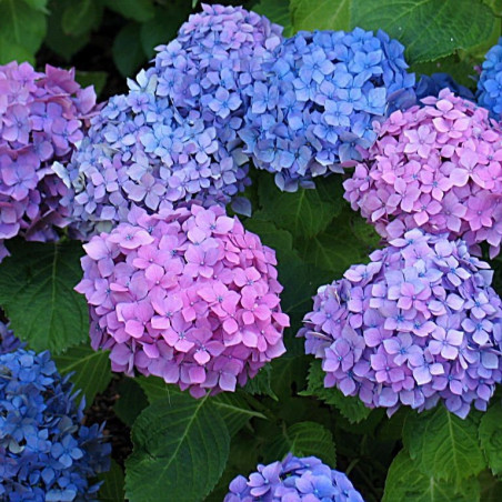 Hydrangea macrophylla