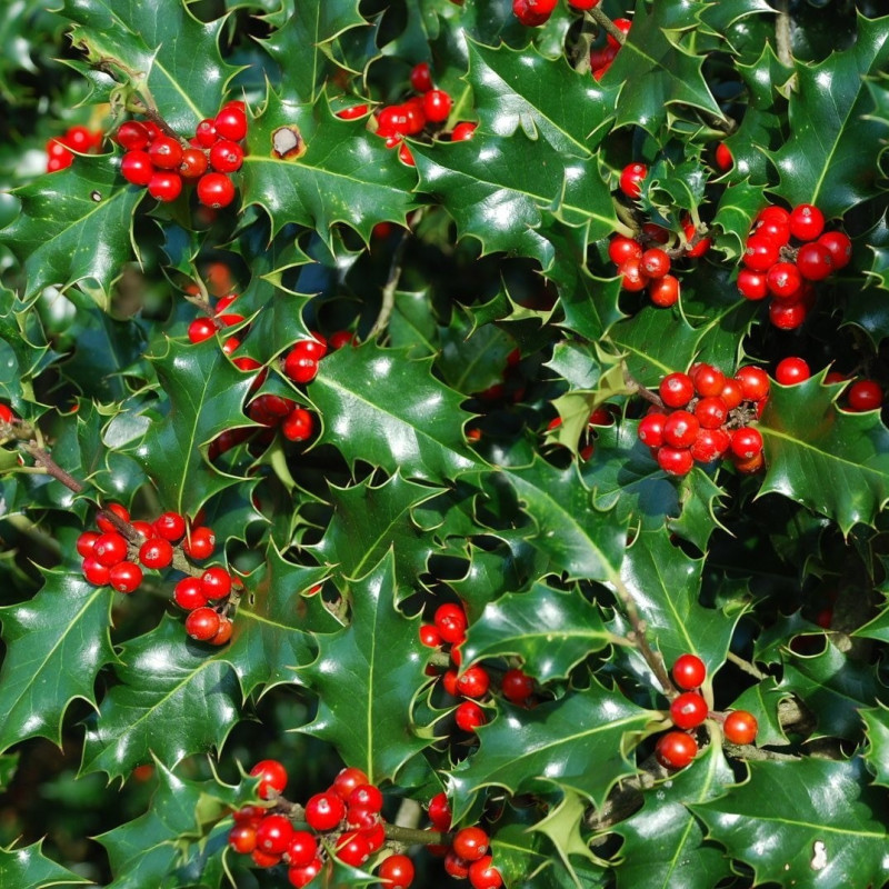 Ilex aquifolium