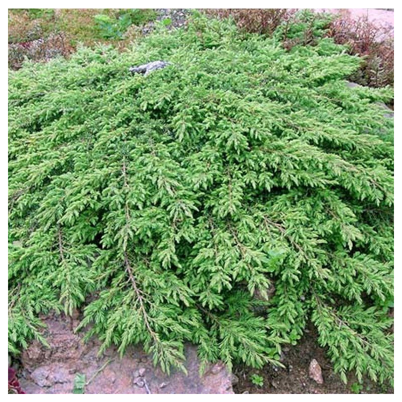 Juniperus communis 'Repanda'