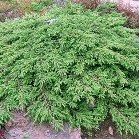 Juniperus communis 'Repanda'