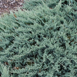 Juniperus horizontalis 'Blue Chip'