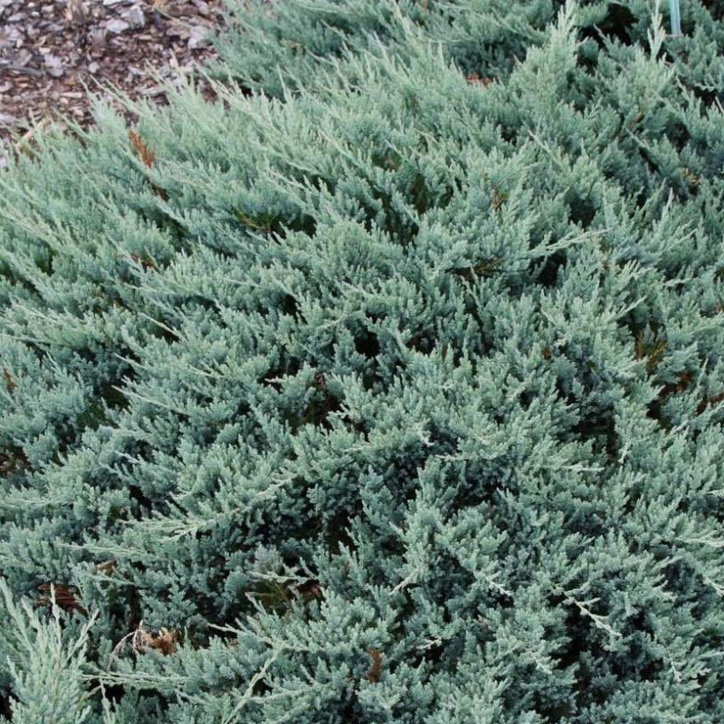 Juniperus horizontalis 'Blue Chip'