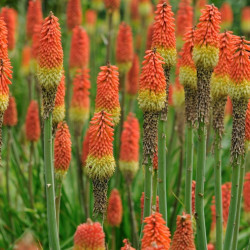 Kniphofia uvaria