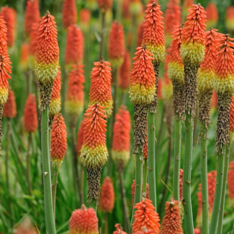 Kniphofia uvaria