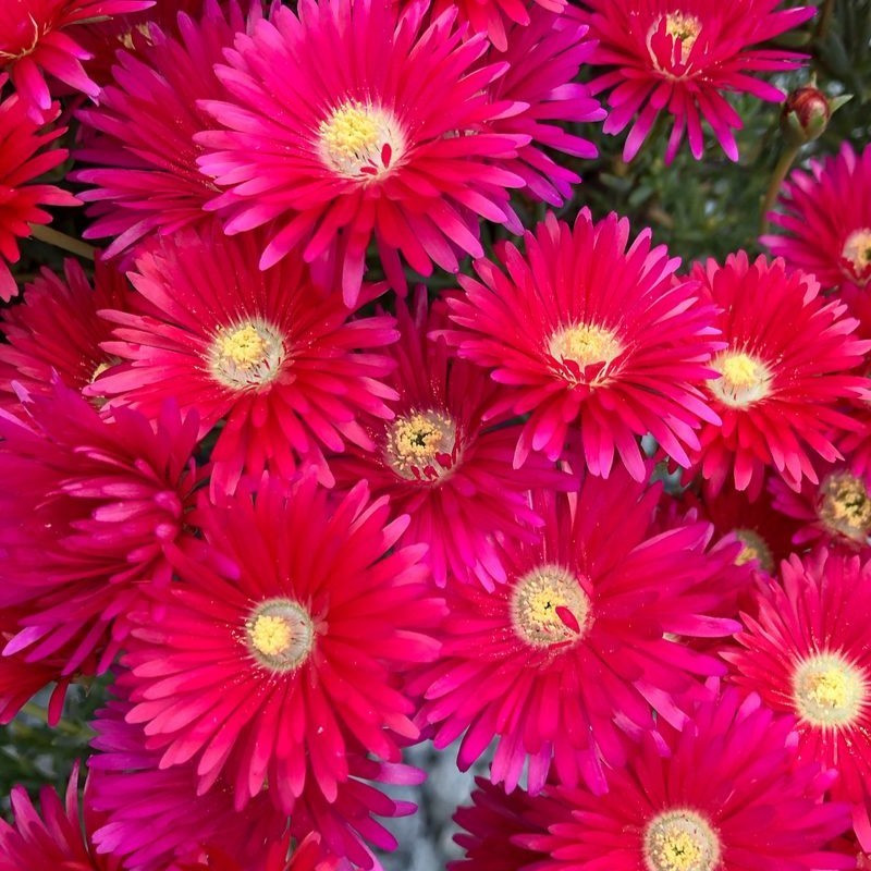 Lampranthus spectabilis