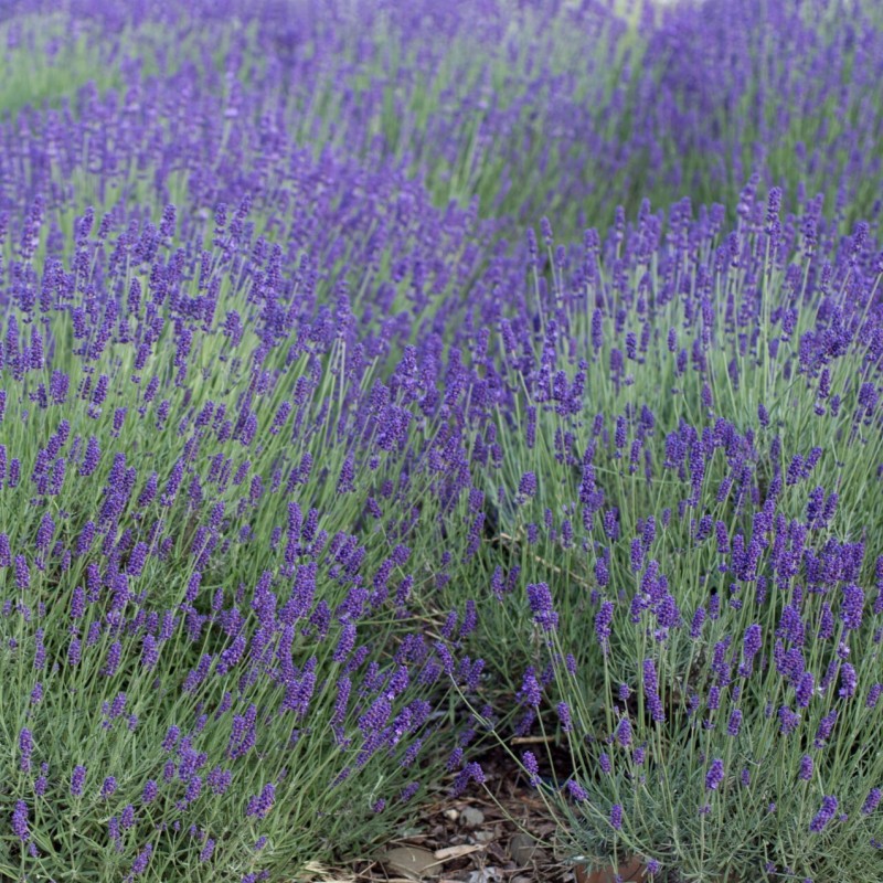 Lavandula angustifolia