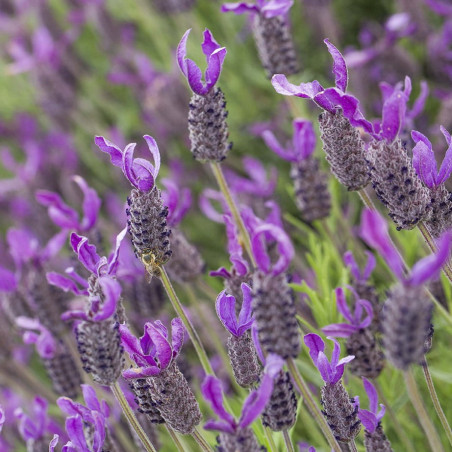 Lavandula stoechas