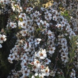 Leptospermum scoparium