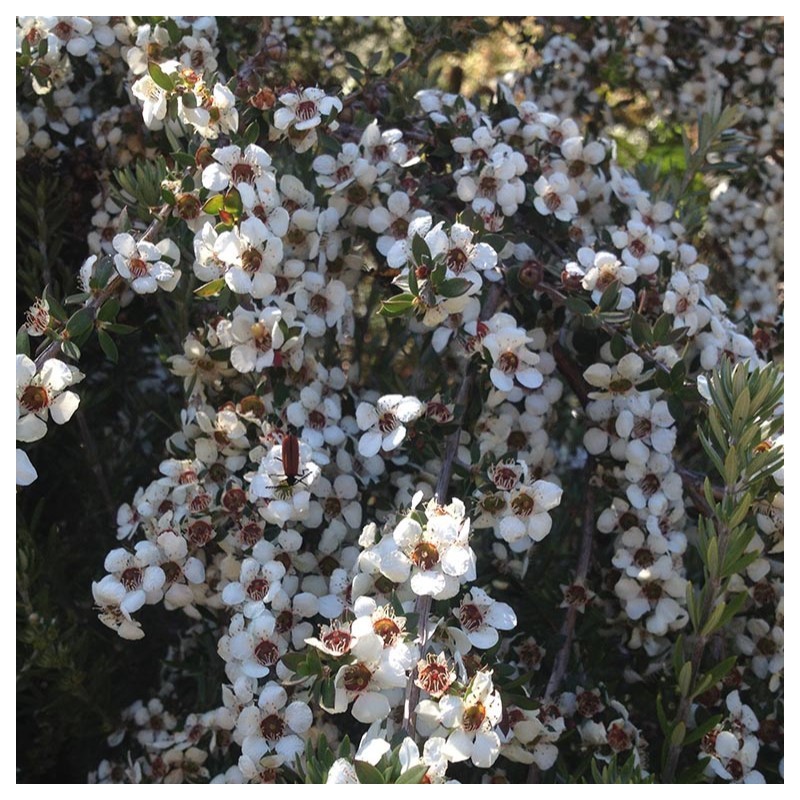 Leptospermum scoparium