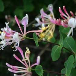 Lonicera etrusca