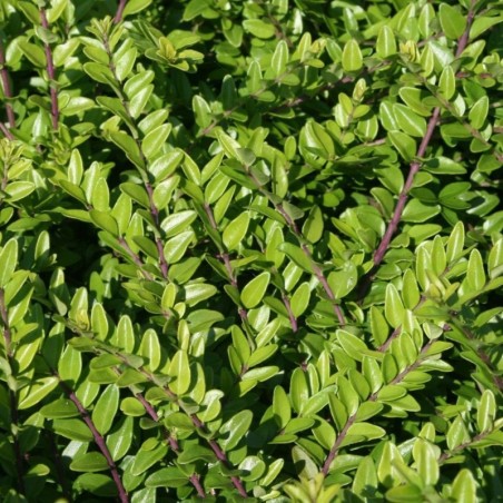 Lonicera nitida