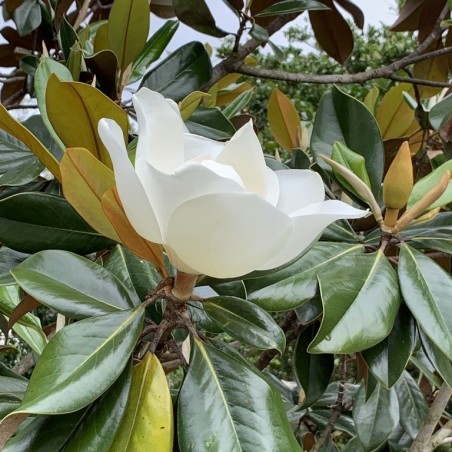 Magnolia grandiflora