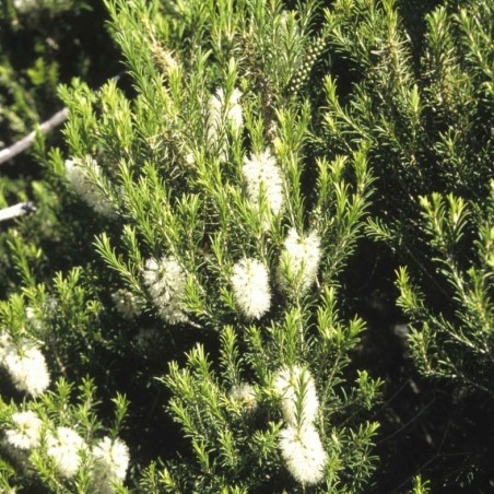 Melaleuca armillaris
