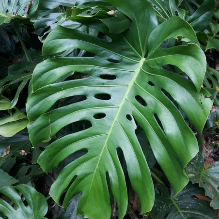 Monstera deliciosa