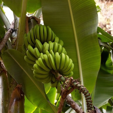 Musa accuminata