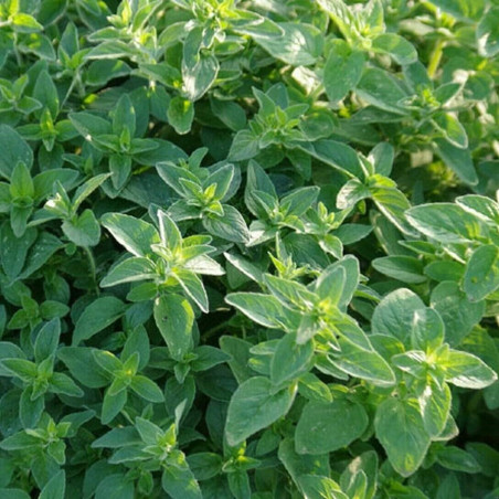 Origanum vulgare