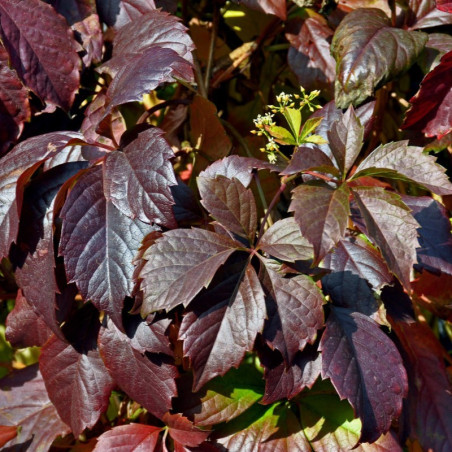 Parthenocissus quinquefolia