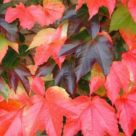 Parthenocissus tricuspidata